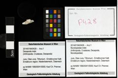 Foto (Objekt + Etiketten) von Mundopsidae indet. 
